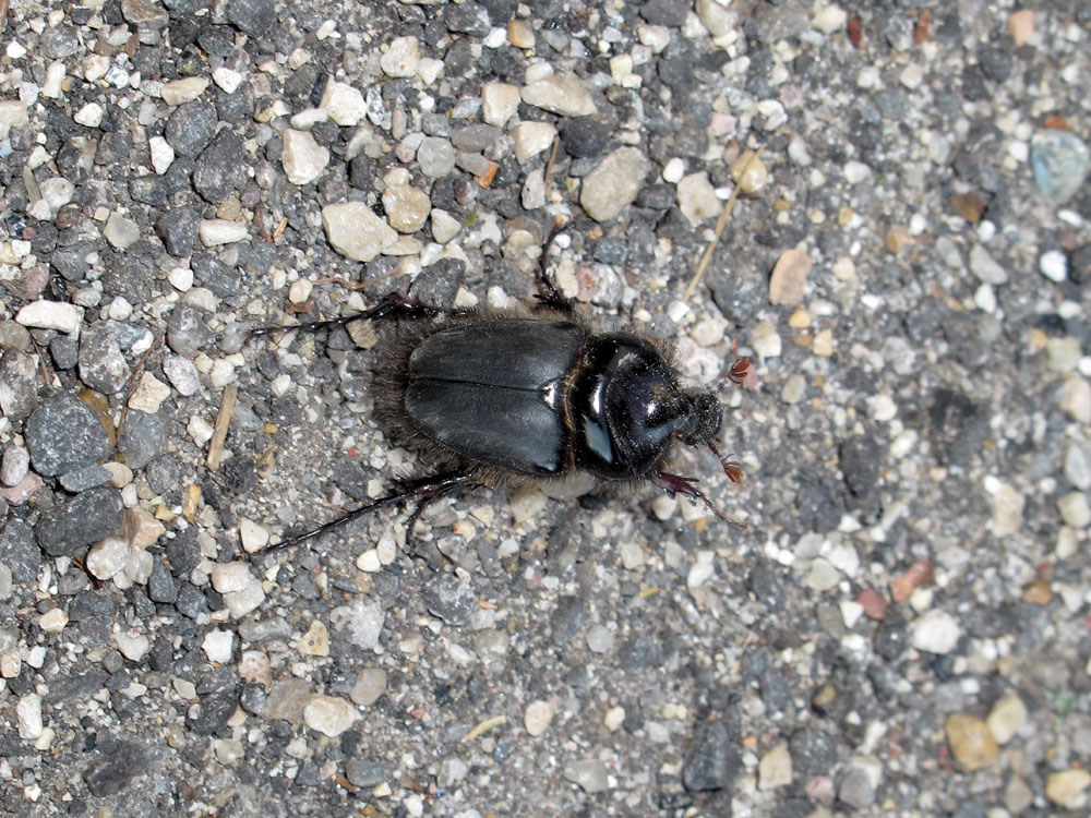 Pachypus candidae - Roma
